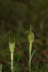 Pterostylis monticola