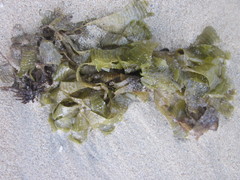 Padina antillarum