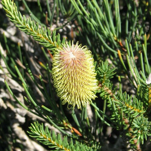 Image of Banksia pulchella by (c) pimelea, some rights reserved (CC BY)