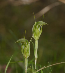 Pterostylis monticola