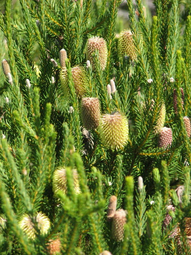 Image of Banksia pulchella by (c) pimelea, some rights reserved (CC BY)