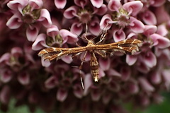 Geina periscelidactylus