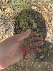 Ipomopsis tenuifolia