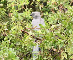 Corythaixoides concolor bechuanae