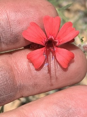 Ipomopsis tenuifolia