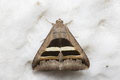 Grammodes