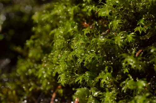 Dichodontium flavescens, 2024-07-23