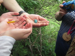 Dumetella carolinensis