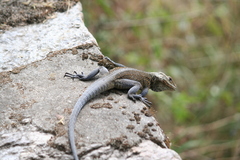 Laudakia tuberculata