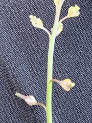 Rorippa tenerrima