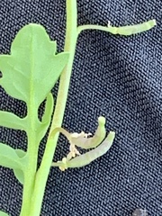 Rorippa tenerrima