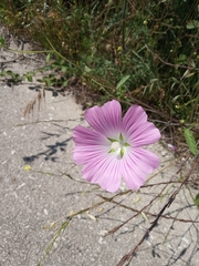 Malva punctata