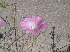 Malva punctata