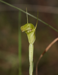 Pterostylis alveata