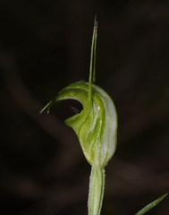 Pterostylis alveata