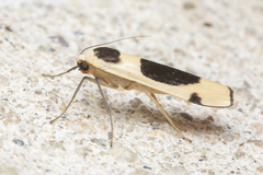 Thysanoptyx