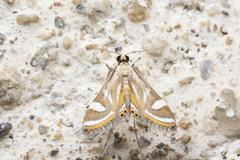 Strepsinoma croesusalis