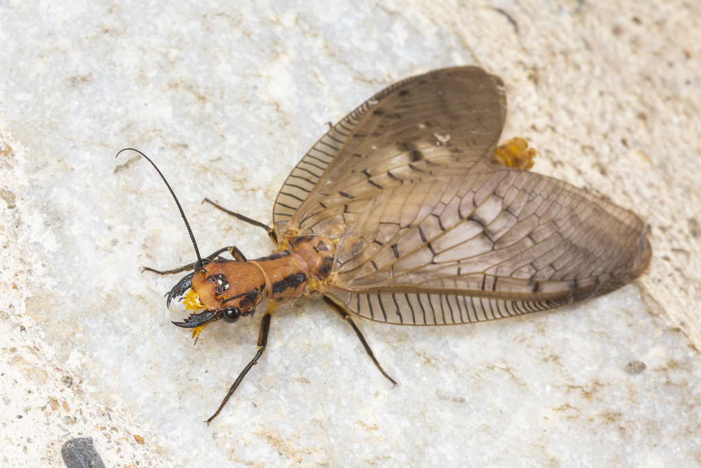 Neoneuromus