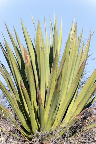 Furcraea occidentalis