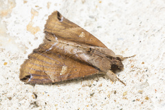 Ercheia