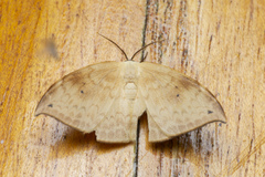 Drepanidae