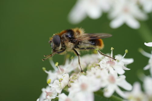 Bumblebee Blacklet, Groesbeek, Netherlands, photo 10 of 10