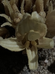 Aphyllon californicum feudgei