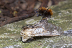 Dudusa sphingiformis