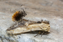 Dudusa sphingiformis