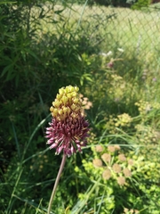 Allium amethystinum