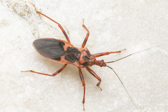 Acanthaspis ruficeps