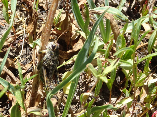 iNaturalist observation photo of Slow Mountain Grasshopper