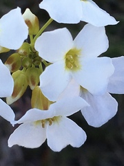 Arabidopsis arenosa arenosa