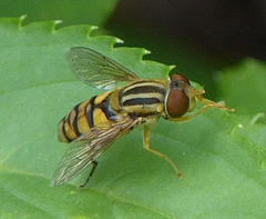 Parhelophilus integer