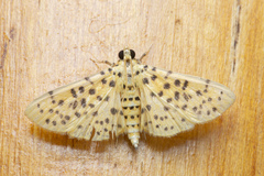 Conogethes