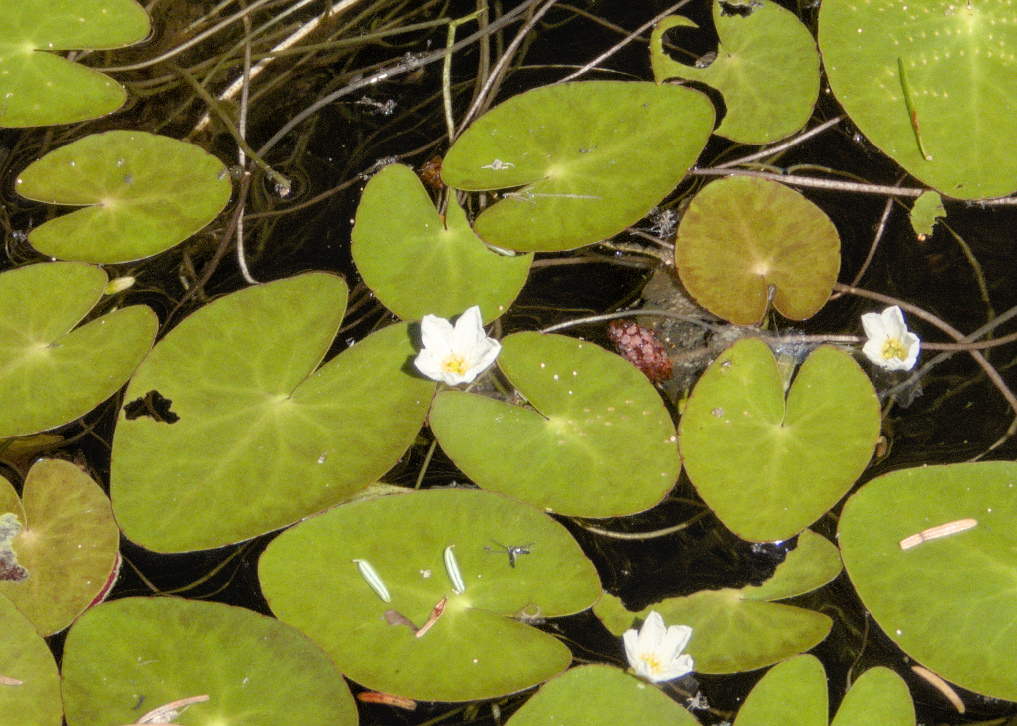 Image of Nymphoides cordata by (c) Hungry-Sarracenia Photo, some rights reserved (CC BY)