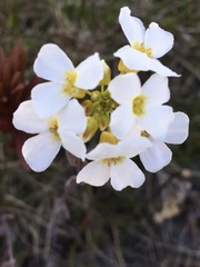 Arabidopsis arenosa arenosa