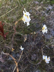 Arabidopsis arenosa arenosa