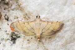 Cnaphalocrocis