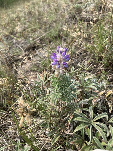 Image of Lupinus kuschei by no rights reserved