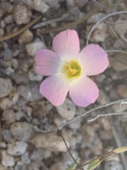 Linanthus bellus