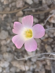 Linanthus bellus