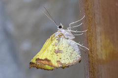 Corymica