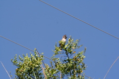 Pycnonotus leucogenys