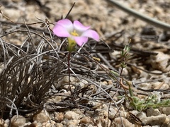 Linanthus bellus