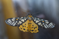 Aglaomorpha plagiata