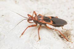 Acanthaspis ruficeps