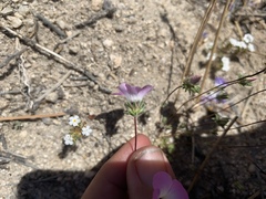 Linanthus bellus