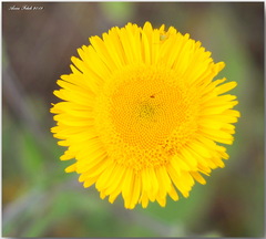 Pulicaria odora