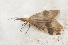 Neochauliodes